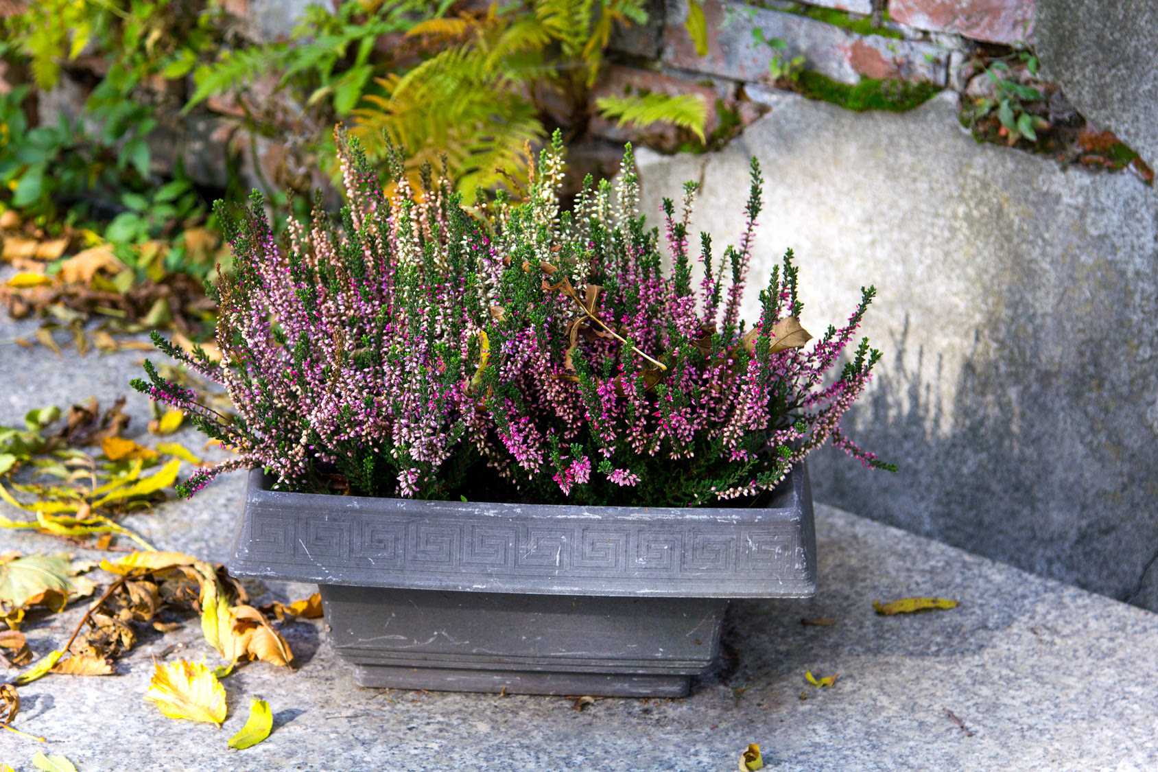 Gardening Tip For February 気をつけたい 冬の水やり 植木鉢ナビ