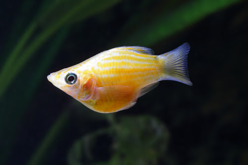 プラティのお腹がパンパンに これって何の病気 熱帯魚 淡水魚 海水魚の図鑑