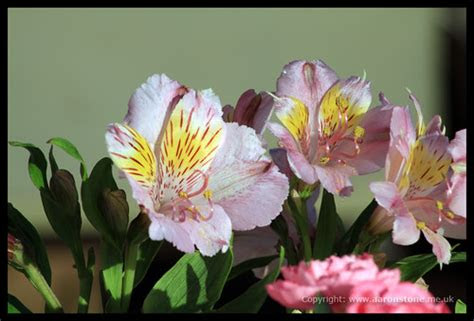 Dulux quick dry pure brilliant white satinwood metal & wood paint, 2.5l. ALOHA FLORIST SACRAMENTO