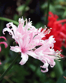 花 ネリネ 11月24日の花と花言葉 ネリネ 魅る魅る ガーデニング