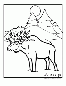 Winter Animal Coloring Pages Animal Jr