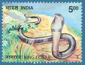 SG # 2169 (2003), King Cobra