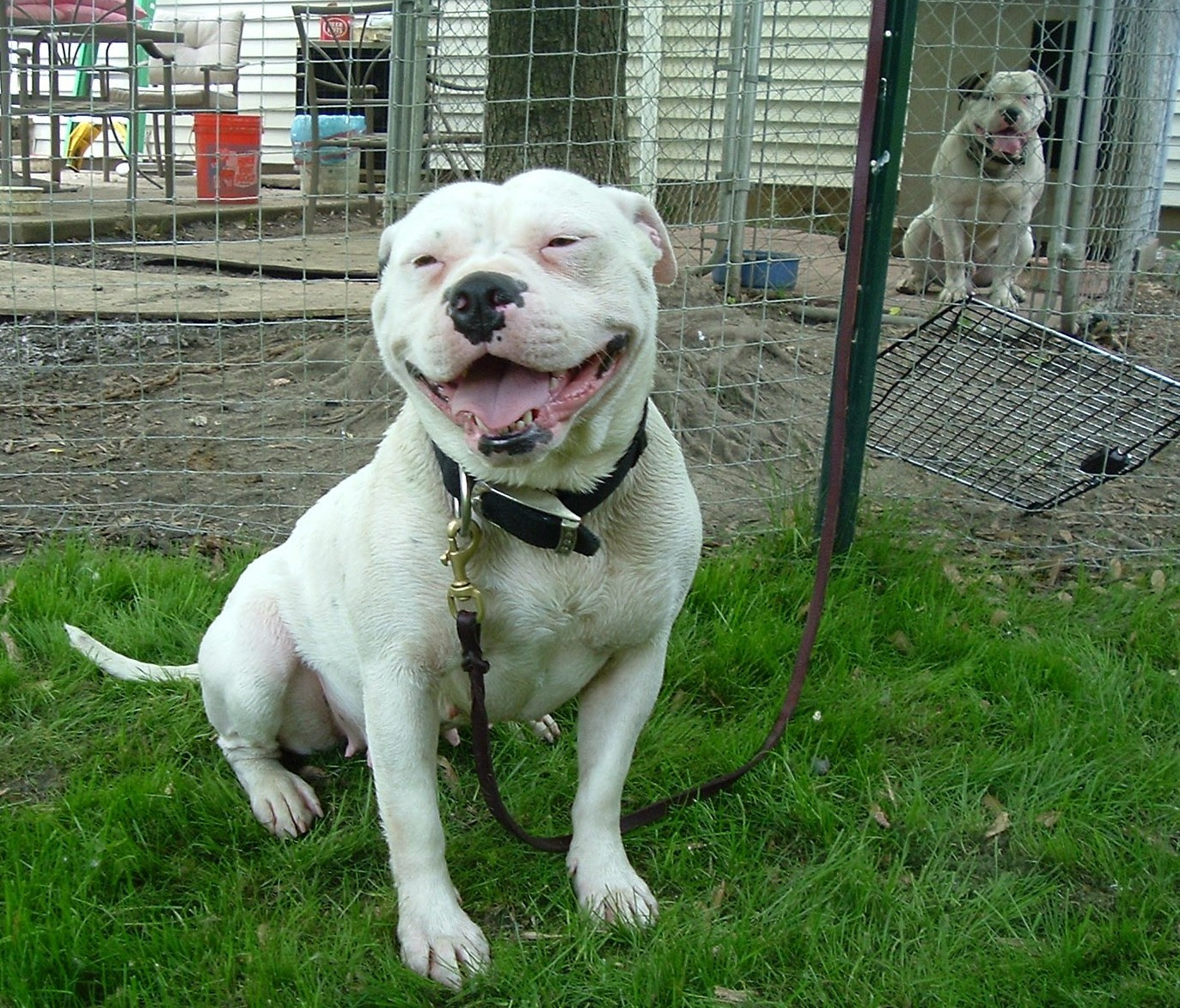 American Bulldog  Puppies, Breeders, Pictures, Facts, Diet, Habitat 