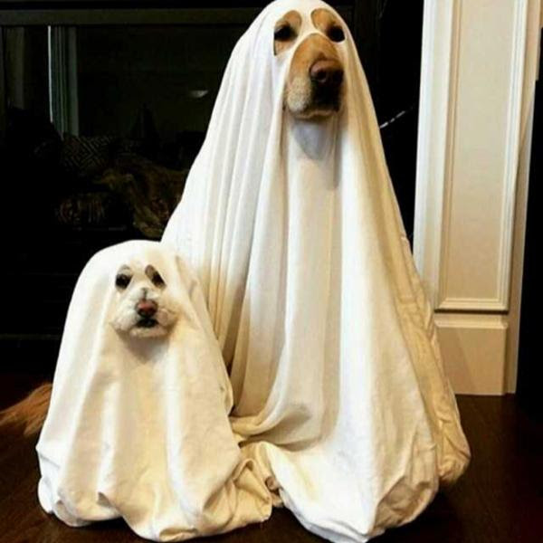 犬の幽霊がでる古びた洋館を借りたが ちゃんとおすわりができる幽霊犬だった 犬へのボケ ボケて Bokete