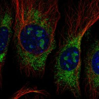 Cell atlas - P4HB - The Human Protein Atlas