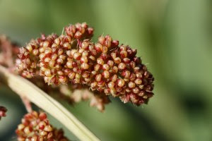 jewawut (Setaria italica)