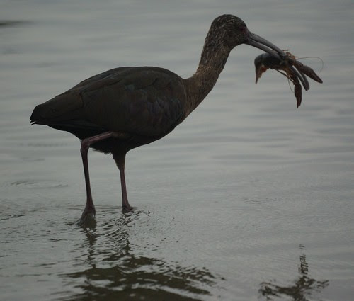 Glossy Ibis: San Joaquin Wildlife Sanctuary
