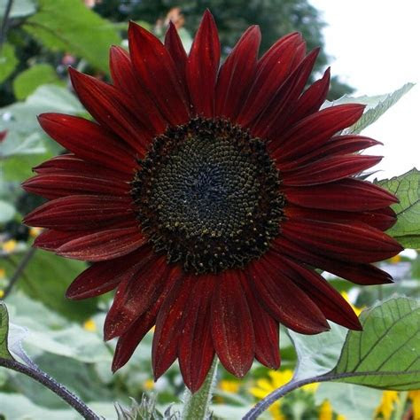 It's also important to choose the best type of grass seeds to plant for the season and your location. Sunflower Seeds - Chocolate | Flower Seeds in Packets