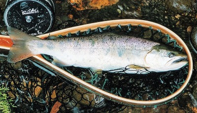 尻別川のヤマメvs貫気別川のヤマメとおまけ Beauty Trout Gallery