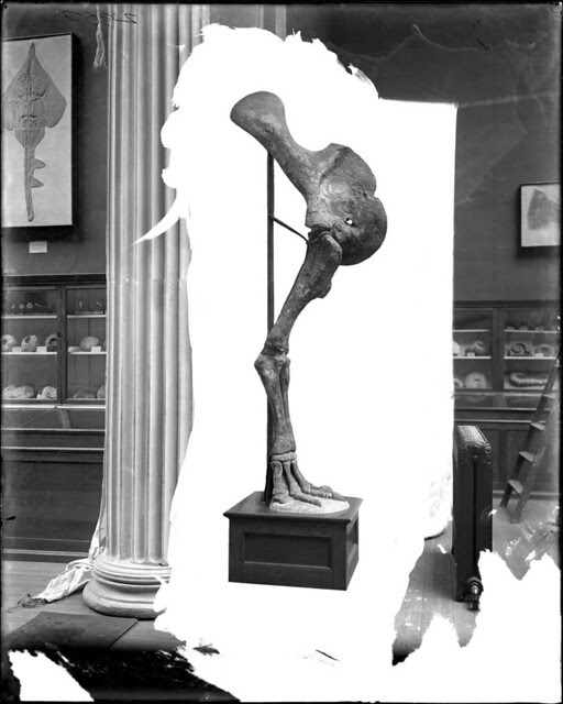 Morosaurus impar right forelimb