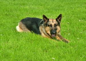 German shepherd dogs