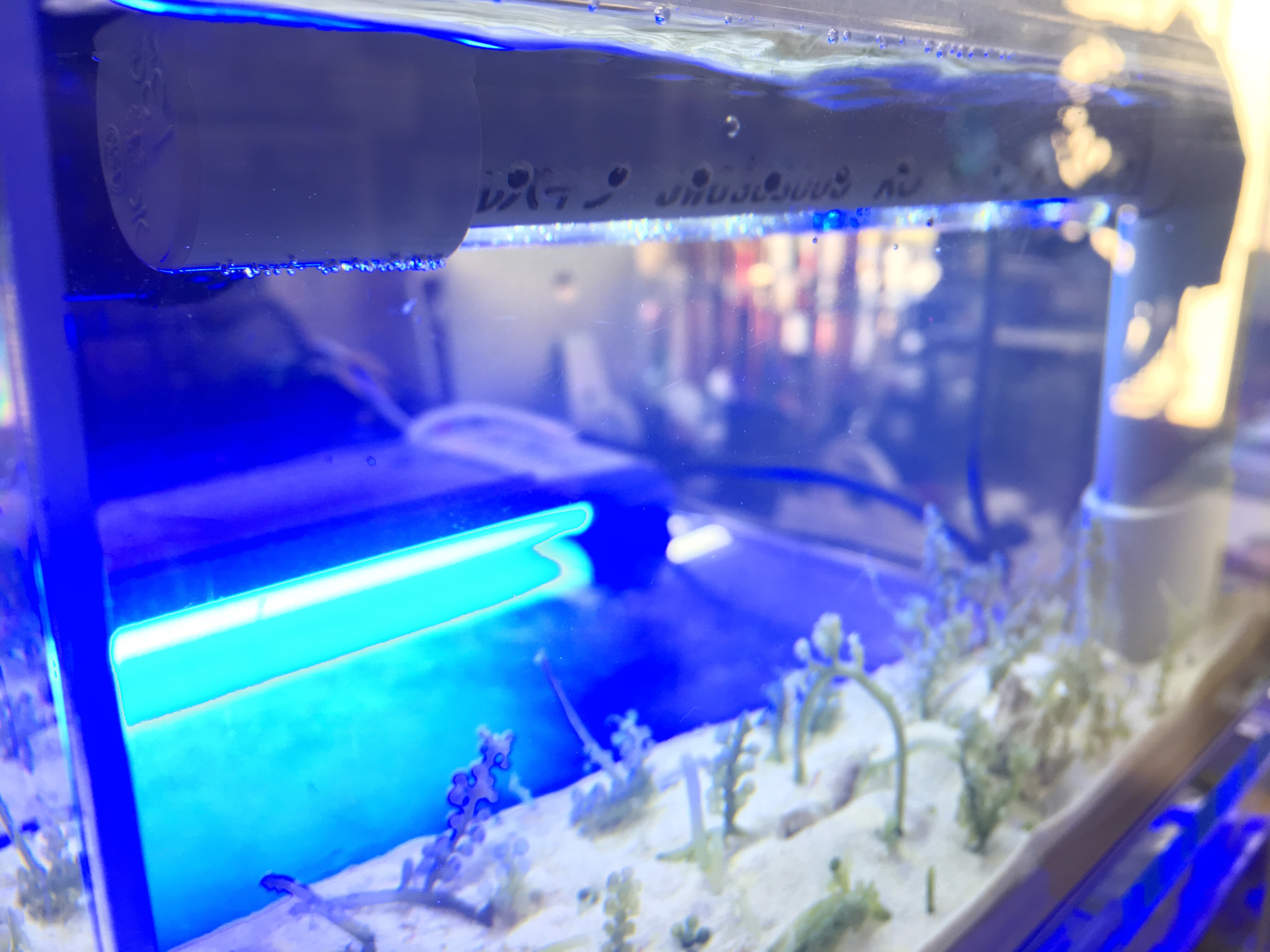 自作リフジウム完成 Aqua Friends