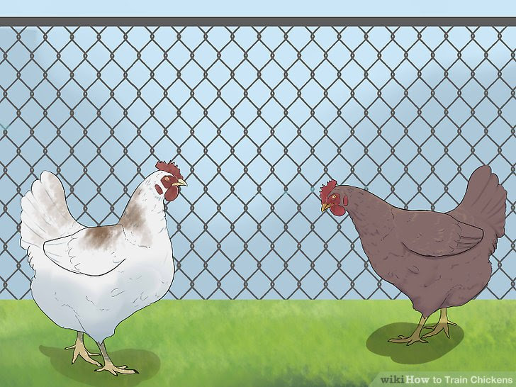 Train Chickens Step 6.jpg
