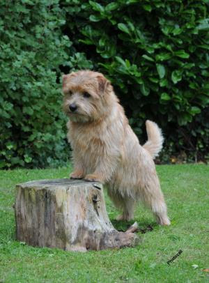 Norfolk Terrier Puppies on Norfolk Terrier Stud Dogs   Champdogs