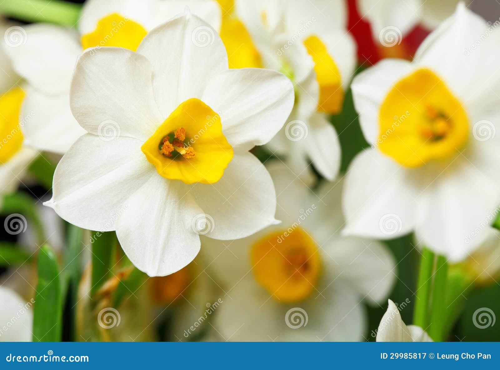 Learn the meaning and symbolism of flowers in this page filled with 