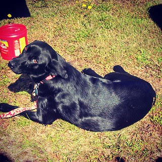 Spying on Belle at the race track yesterday #adoptdontshop #rescue #dogstagram #love