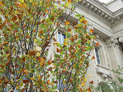 le grand palais en automne.jpg