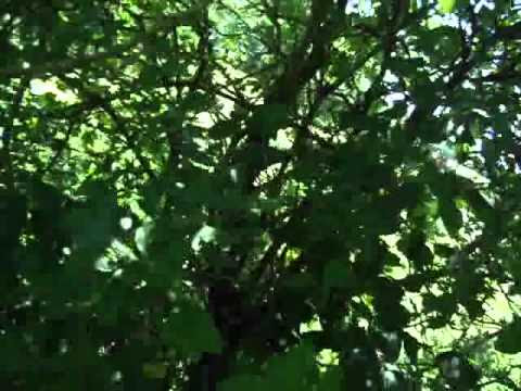 Honeysuckle 