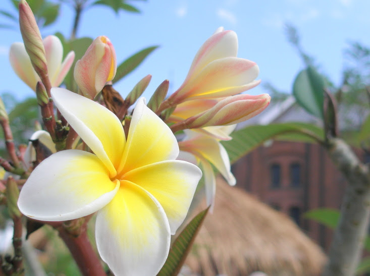 熱帯植物花図鑑