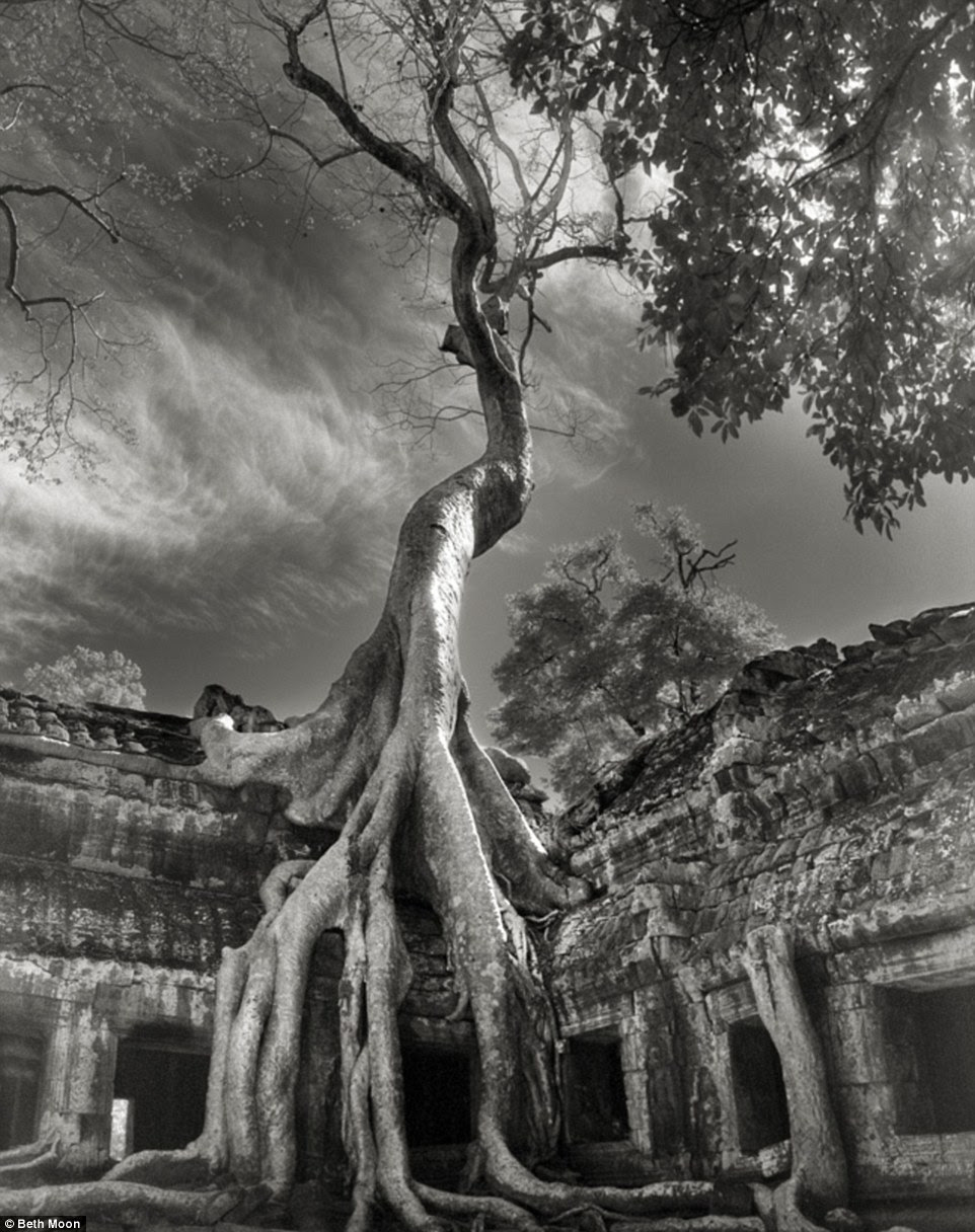 Rilke's Bayon: This massive tree is growing from ruins in Cambodia