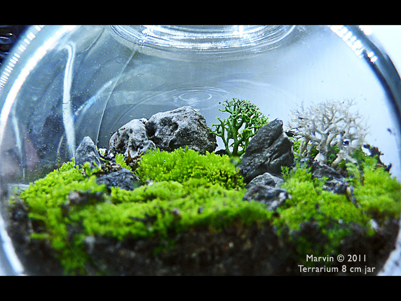 iwagumi  underwater bonsai landscapes  Saikei and Penjing landscapes and aquascaping 