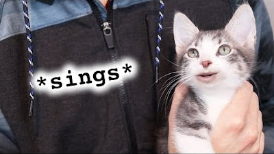 When Your Cat Writes A Song