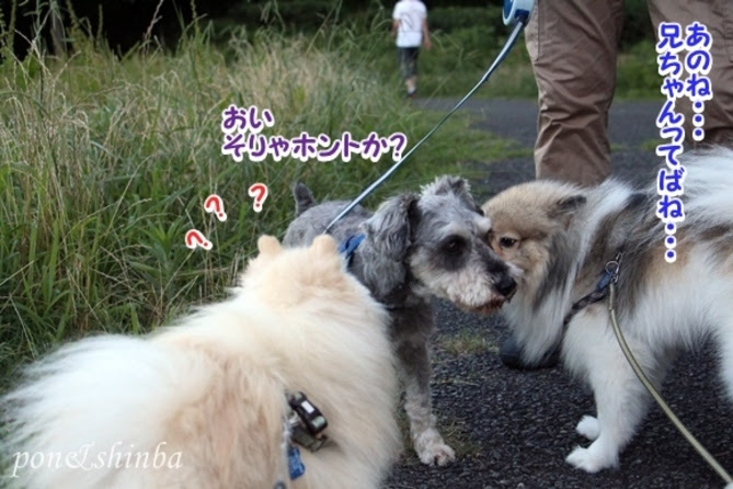友好的なポメラニアンの育て方 ペットの窓口マガジン