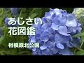[最も欲しかった] 相模原 花 266542