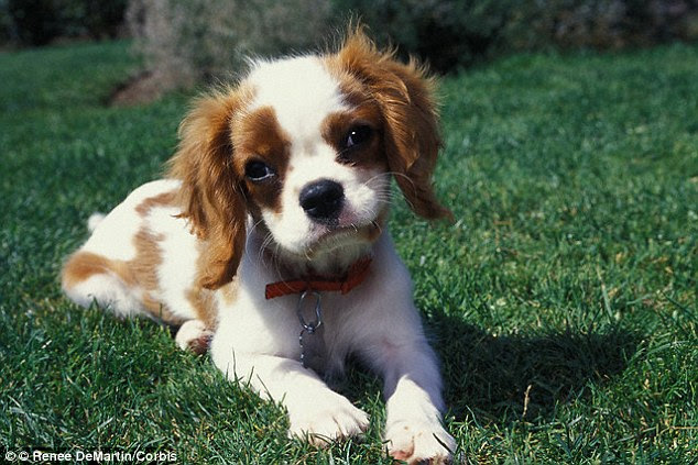 Despite the fact eating grass makes them sick, domestic and wild dogs around the world actively seek out the plant. It is believed to be a way for the animals to relieve a stomach ache and get rid of anything in their gut that is causing discomfort
