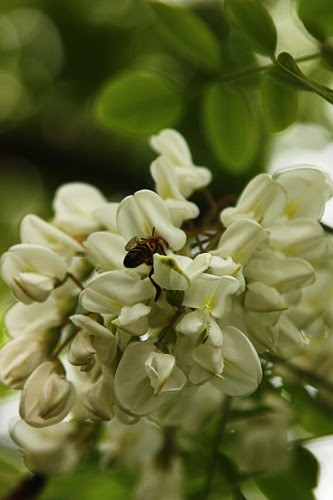 Making honey: Black locust / Facind mire: salcim