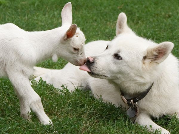 Adorable Love Scenes from Animls World-03