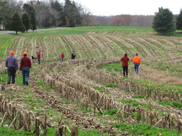 Walking the silage