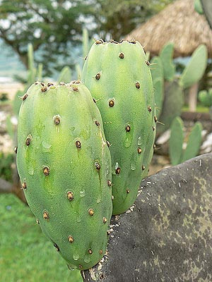 nopales.jpg