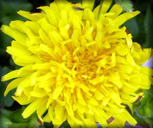 spring2