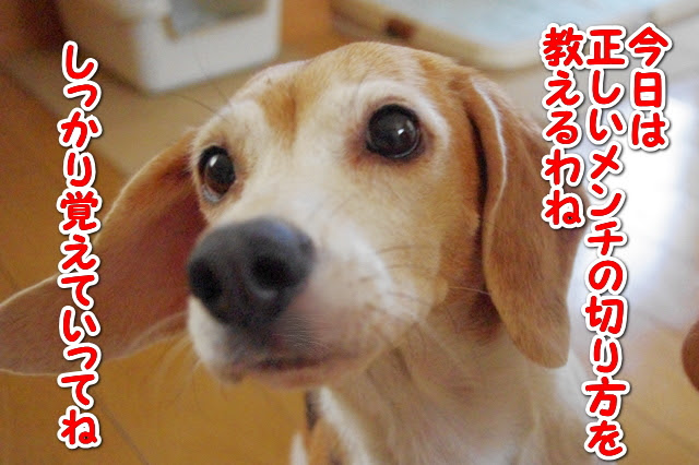 メンチ講座 ビーグル犬ひなっち 女王様とお呼び