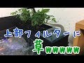 水槽 上部フィルター 植物 326662-水槽 上部フィルター 植物