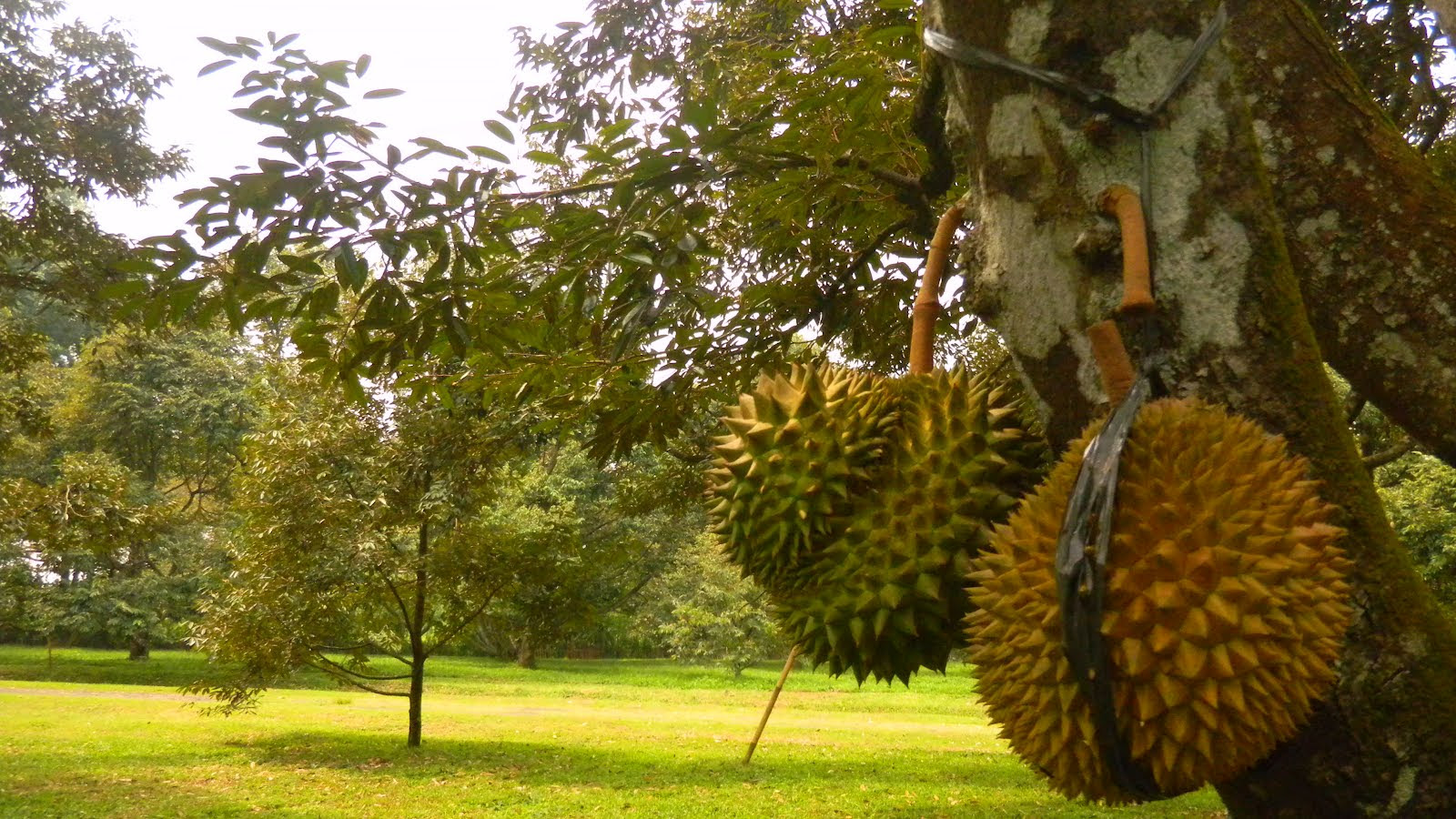 Wisata Bogor - Taman Wisata Mekarsari