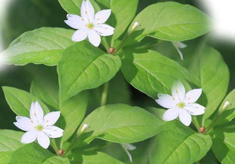 スターフラワー