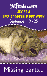 Pet Adoption