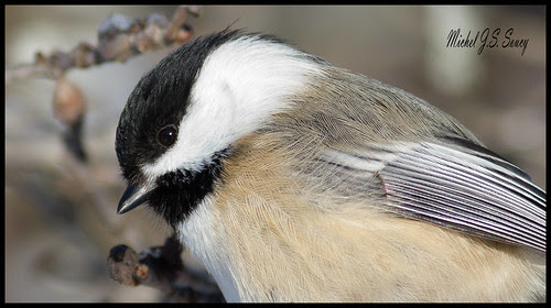 20120114-IMG_4806 by Michel (Mike) Soucy