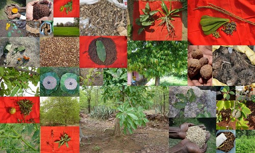 Validated and Potential Medicinal Rice Formulations for High Blood Pressure (Hypertension) with Diabetes mellitus Type 2 (शर्करा रोग या मधुमेह) Complications (TH Group-370 special) from Pankaj Oudhia’s Medicinal Plant Database by Pankaj Oudhia