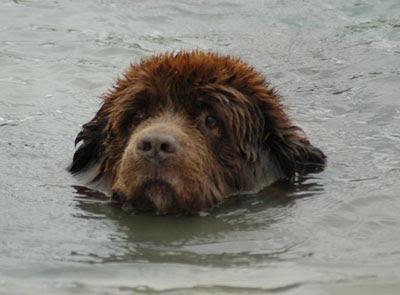 Newfoundland Dog Swimming
