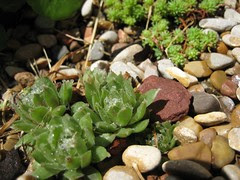 Hen and Chicks