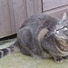 Garden cats