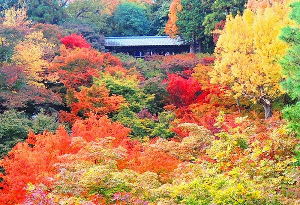 ▲美到失心楓!流轉京都琵琶湖楓情。(圖/鳳凰旅遊提供)