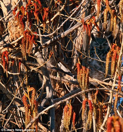 A Great Horned Owl uses colour and disruptive patterns in its plumage to disappear in a temperate forest in Oregons Malheur National Wildlife Refuge
