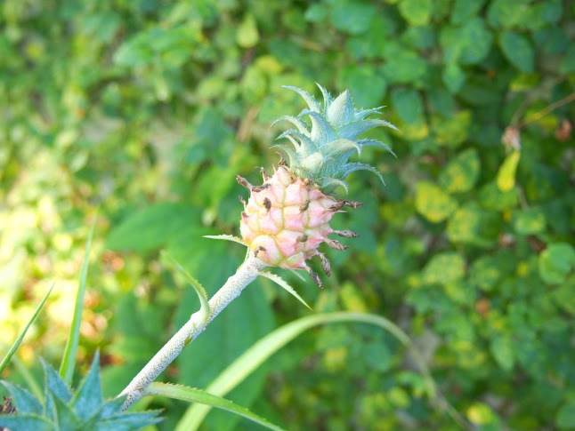 パイナップル花実散歩
