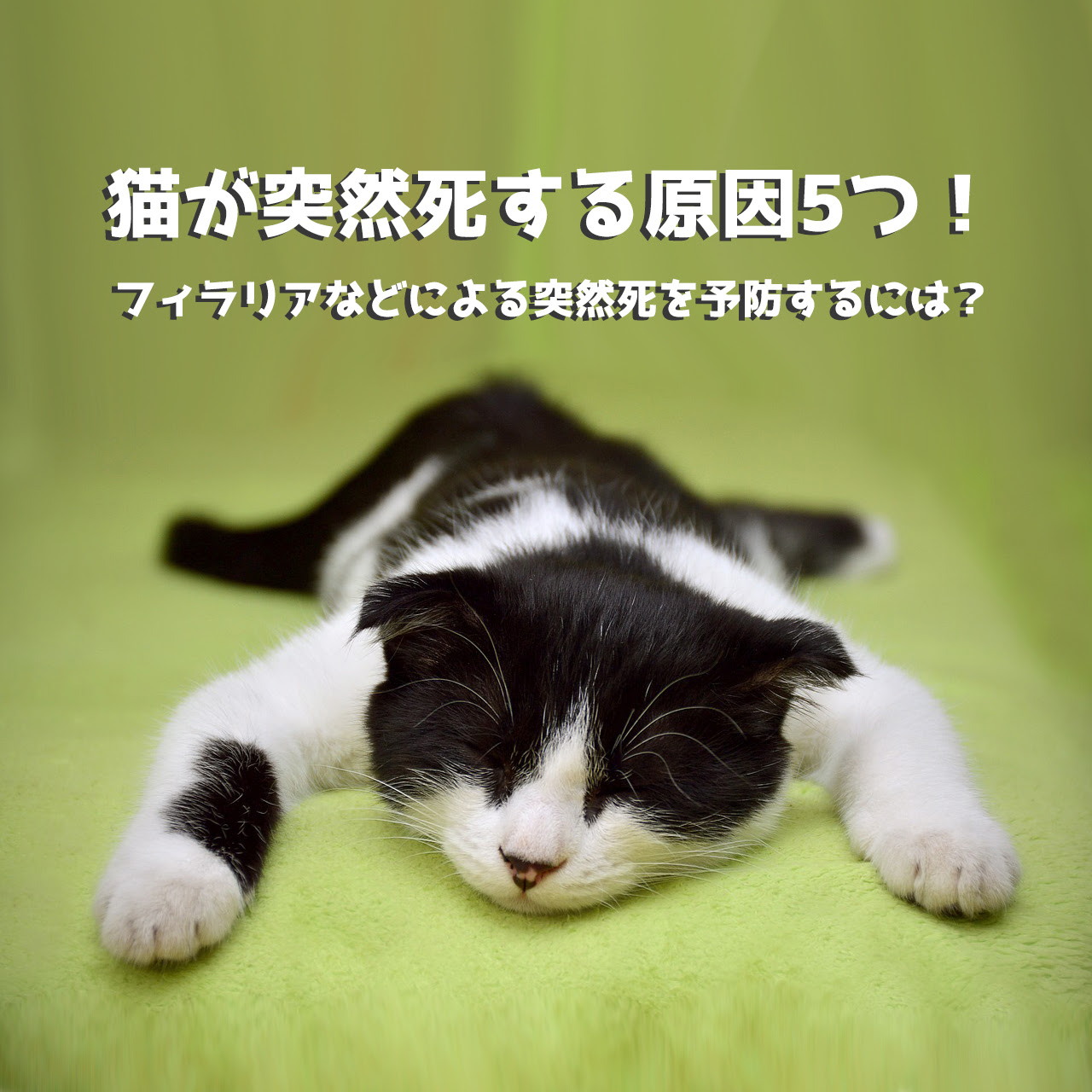 獣医師監修】猫が突然死する原因5つ！フィラリアなどによる突然死を 