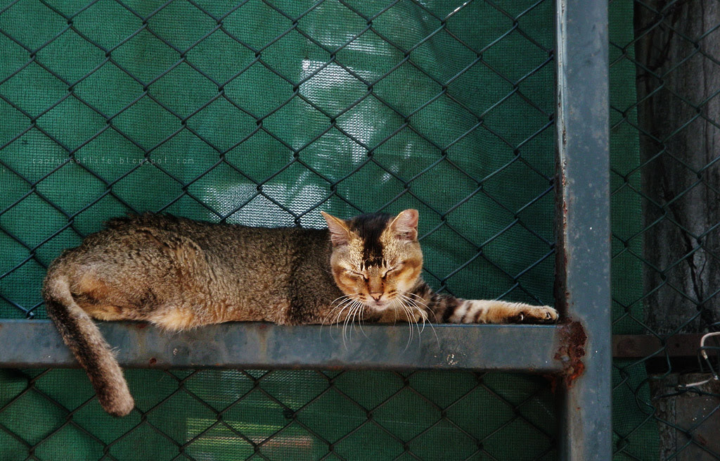 cats anywhere