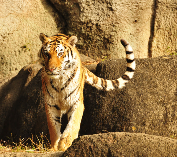 詳細な 腐食する 排除 虎 尻尾 感情 Alfasystems Biz